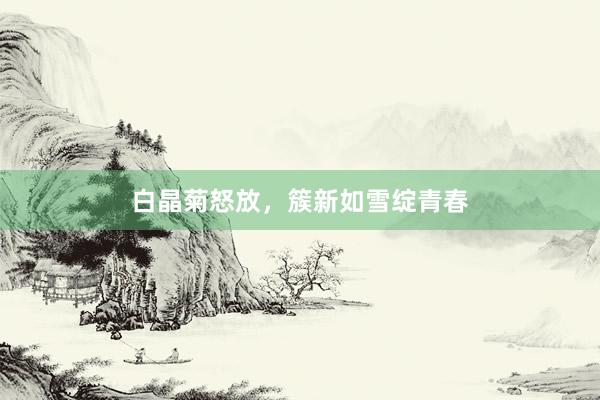白晶菊怒放，簇新如雪绽青春
