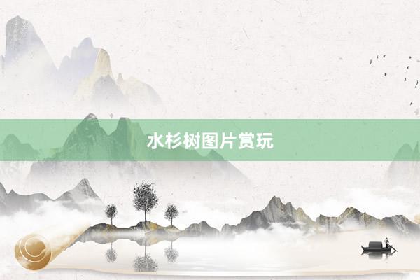 水杉树图片赏玩