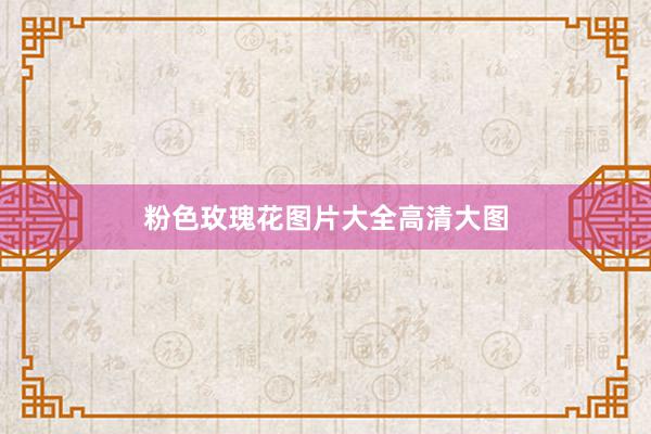 粉色玫瑰花图片大全高清大图